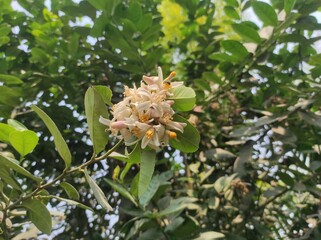 Plant tree flower background Photos 