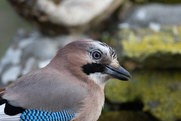 Eichelhäher (Garrulus glandarius)