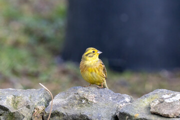 Goldammer (Emberiza citrinella)