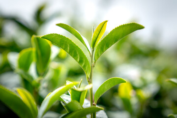 Tea leaves at a plantation in the beams of sunlight. Background natural green plants landscape, ecology, fresh wallpaper concept