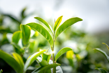 Fototapeta na wymiar Tea leaves at a plantation in the beams of sunlight. Background natural green plants landscape, ecology, fresh wallpaper concept