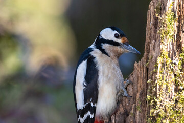 Buntspecht (Dendrocopos major)