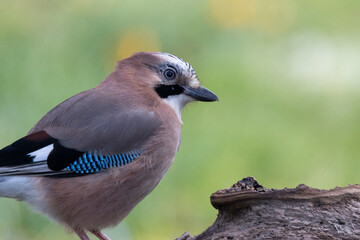 Eichelhäher (Garrulus glandarius)