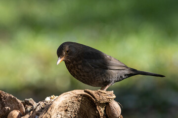 Amsel (Turdus merula)