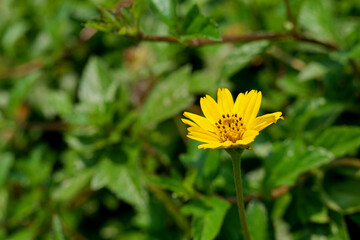 Selective focus of Wedelia flower pollen grains ready for collecting. Close up of yellow Wedelia trilobata flower blooming. Singapore dailsy tropical plant for ground cover. Macro nature background.