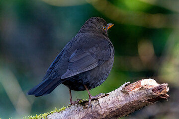 Amsel (Turdus merula)