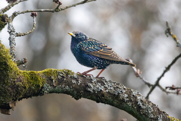 Star (Sturnus vulgaris)  
