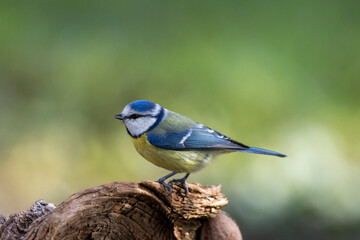 Blaumeise (Cyanistes caeruleu)  
