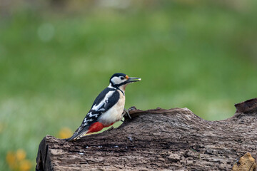 Buntspecht (Dendrocopos major)