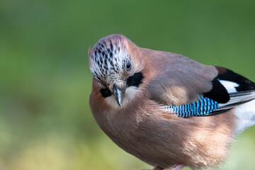Eichelhäher (Garrulus glandarius)