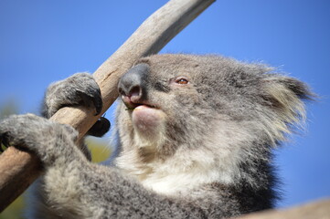 koala in a tree