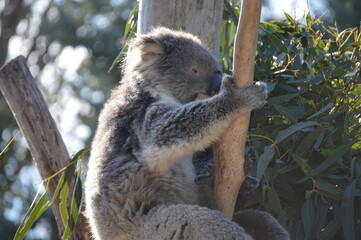 koala in a tree