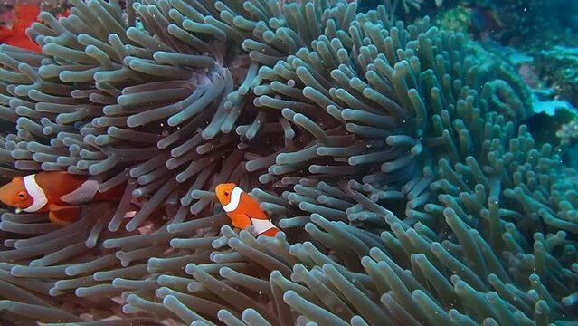 Life on a coral reef. Clownfish in an anemone. Two clownfish swim among anemone tentacles.