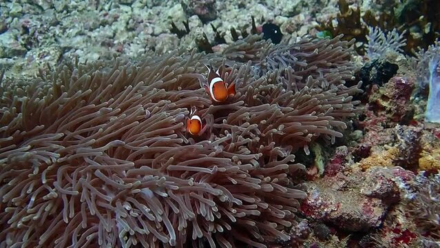 Life on a coral reef. Clownfish in an anemone. Two clownfish swim among anemone tentacles.