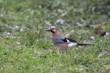 Eichelhäher (Garrulus glandarius)
