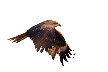 Birds of prey Black kite (Milvus migrans) flying on transparent background png file	
