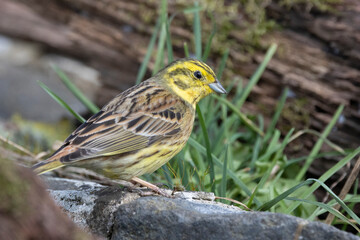 Goldammer (Emberiza citrinella)