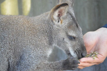 Naklejka premium rock wallaby