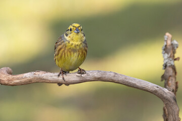 Goldammer (Emberiza citrinella)