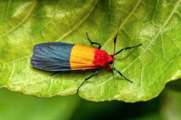 Isorropus tricolor is a moth of the subfamily Arctiinae, Ranomafana National Park. Madagascar...