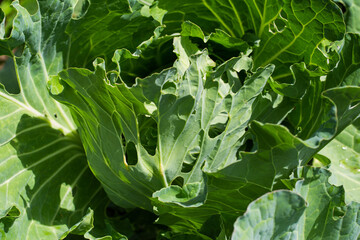 Cabbage leaves in holes in the garden. Pests are a cabbage butterfly that lays eggs and...