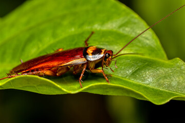 Australian cockroach (Periplaneta australasiae), common insect species of tropical cockroach. Ranomafana national Park, Madagascar wildlife animal