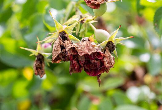 Drying buds on a spray rose. Improper rose care, powdery mildew and aphids. Pink sawfly, close-up