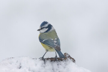 Blaumeise (Cyanistes caeruleu)