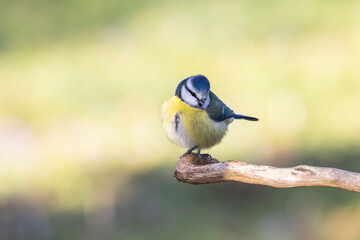 Blaumeise (Cyanistes caeruleu)