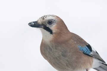 Eichelhäher (Garrulus glandarius)