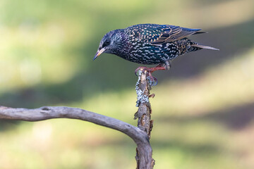 Star (Sturnus vulgaris)