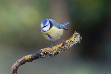 Blaumeise (Cyanistes caeruleu) 
