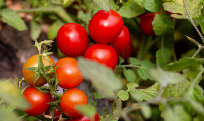 A large branch of red ripe tomatoes grown in the garden in summer. Growing vegetables, agriculture.