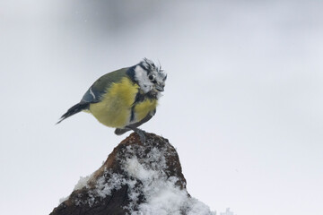 Blaumeise (Cyanistes caeruleu)