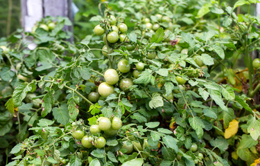 Big bush with green cherry tomatoes. Growing tomatoes in the garden. Ripening tomato, vegetables.