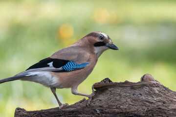 Eichelhäher (Garrulus glandarius)