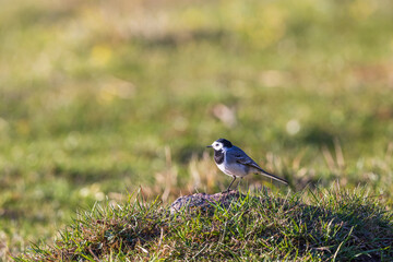 White wagtail on a meadow a sunny spring day