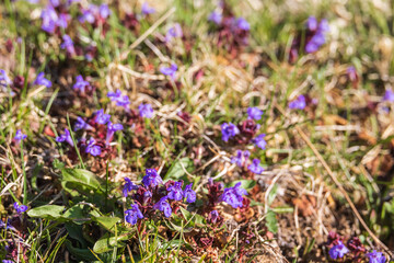 Ground ivy on a sunny meadow at spring