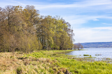 Fototapeta na wymiar Forest by a lake with spring greenery