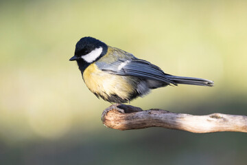 Obraz premium Kohlmeise (Parus major)