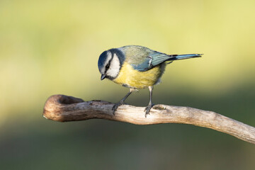 Obraz premium Blaumeise&nbsp;(Cyanistes caeruleu)