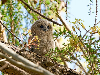 Tawny owl (Strix aluco)