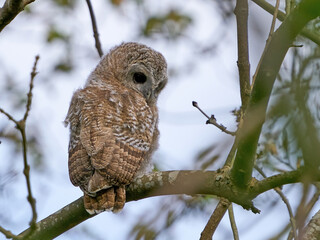 Tawny owl (Strix aluco)