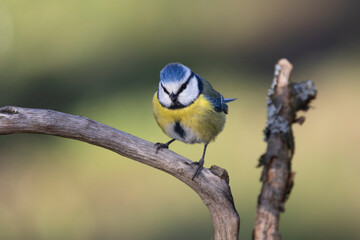 Blaumeise (Cyanistes caeruleu)