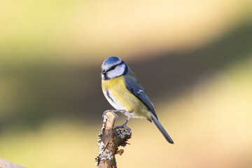 Blaumeise (Cyanistes caeruleu)