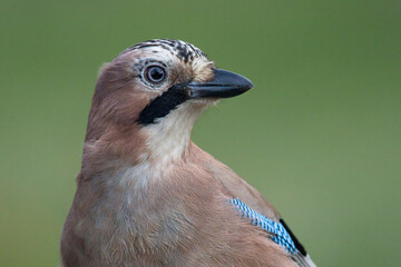 Eichelhäher (Garrulus glandarius)