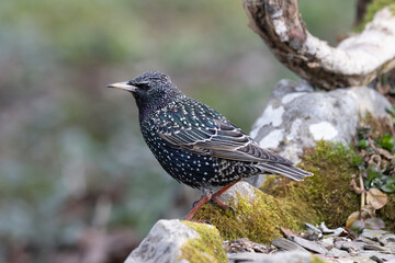 Star (Sturnus vulgaris)