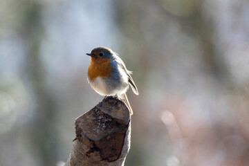 Rotkehlchen (Erithacus rubecula)