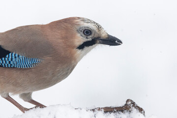Eichelhäher (Garrulus glandarius)