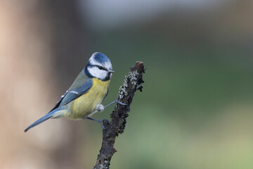 Blaumeise (Cyanistes caeruleu)